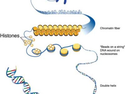 DNA