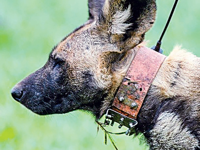 dog_7.jpg