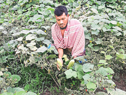 farmer_2.jpg