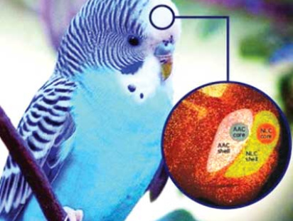 parrots.jpg