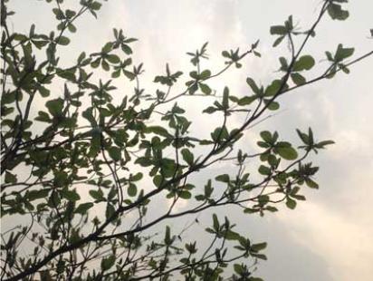 Plants