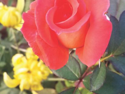rose
