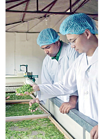 sabazpur-tea-company-2.jpg