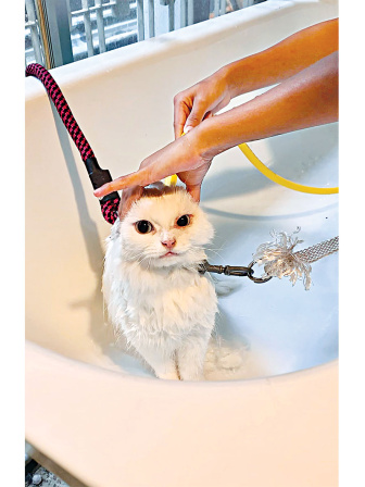 pampered-paws-bangladesh-3.jpg