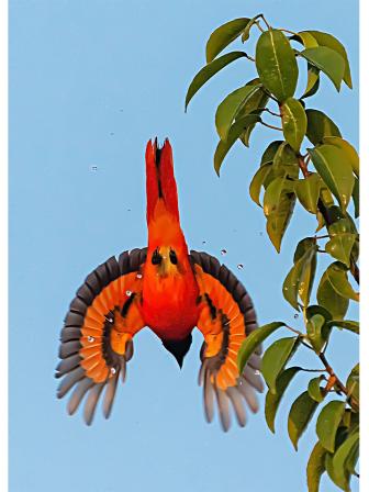 sundarbans-9.jpg