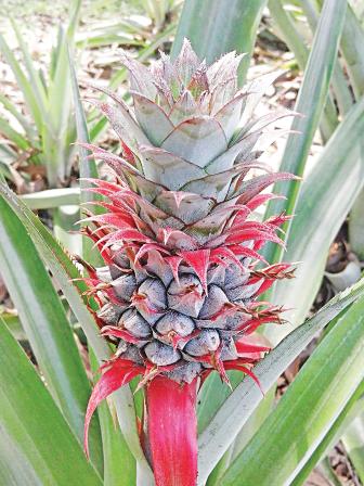 pineapple1.jpg