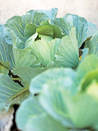 cabbage.jpg