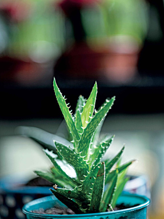 succulent1.jpg