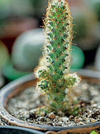 succulent5.jpg