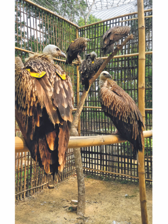 a_rehabilitated_vulture_2.jpg