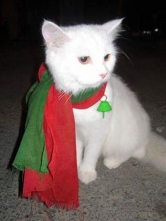 cat.jpg
