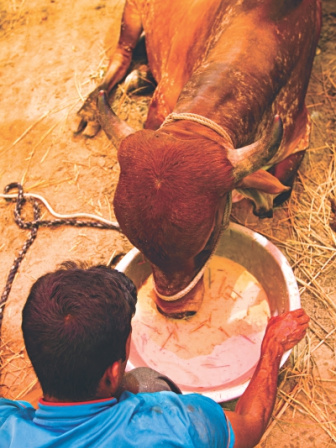 cow5_1.jpg