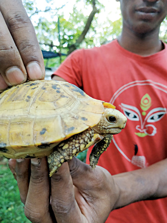 endangered_elongated_turtle.jpg