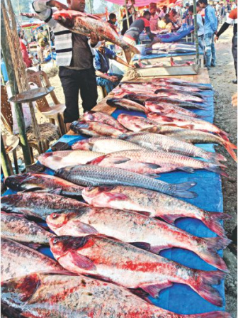 fish10_0.jpg