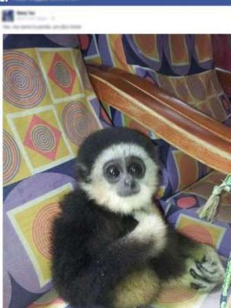 gibbon