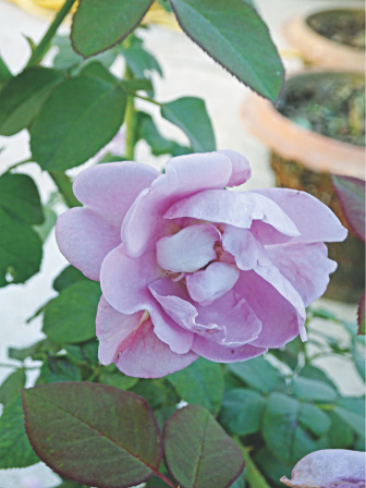 saga_of_roses_2.jpg