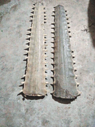 saving_the_sawfish