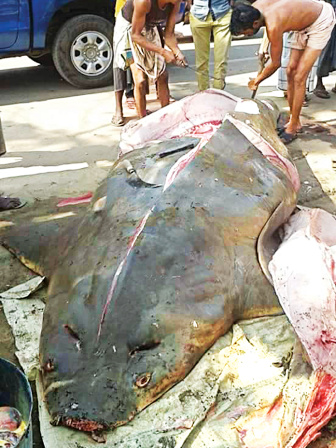 sea-fish5.jpg