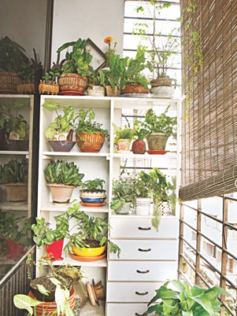 taking_care_of_your_first_plant_2.jpg