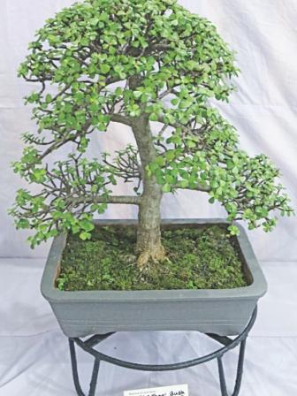 tree plant 4.jpg