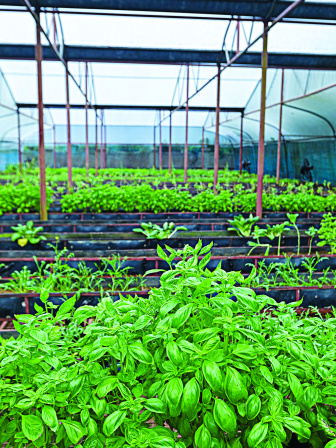 vegetable_farming_2.jpg