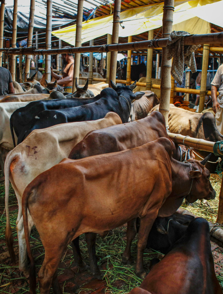Bangladesh qurbani cattle market economic problems