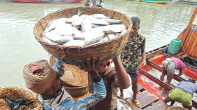 Barishal hilsha.jpg