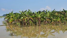 The Padma rose quickly, approaching the danger level and flooding banana, mashkalai and vegetable fields in the riverbank shoal areas. Photo: Star