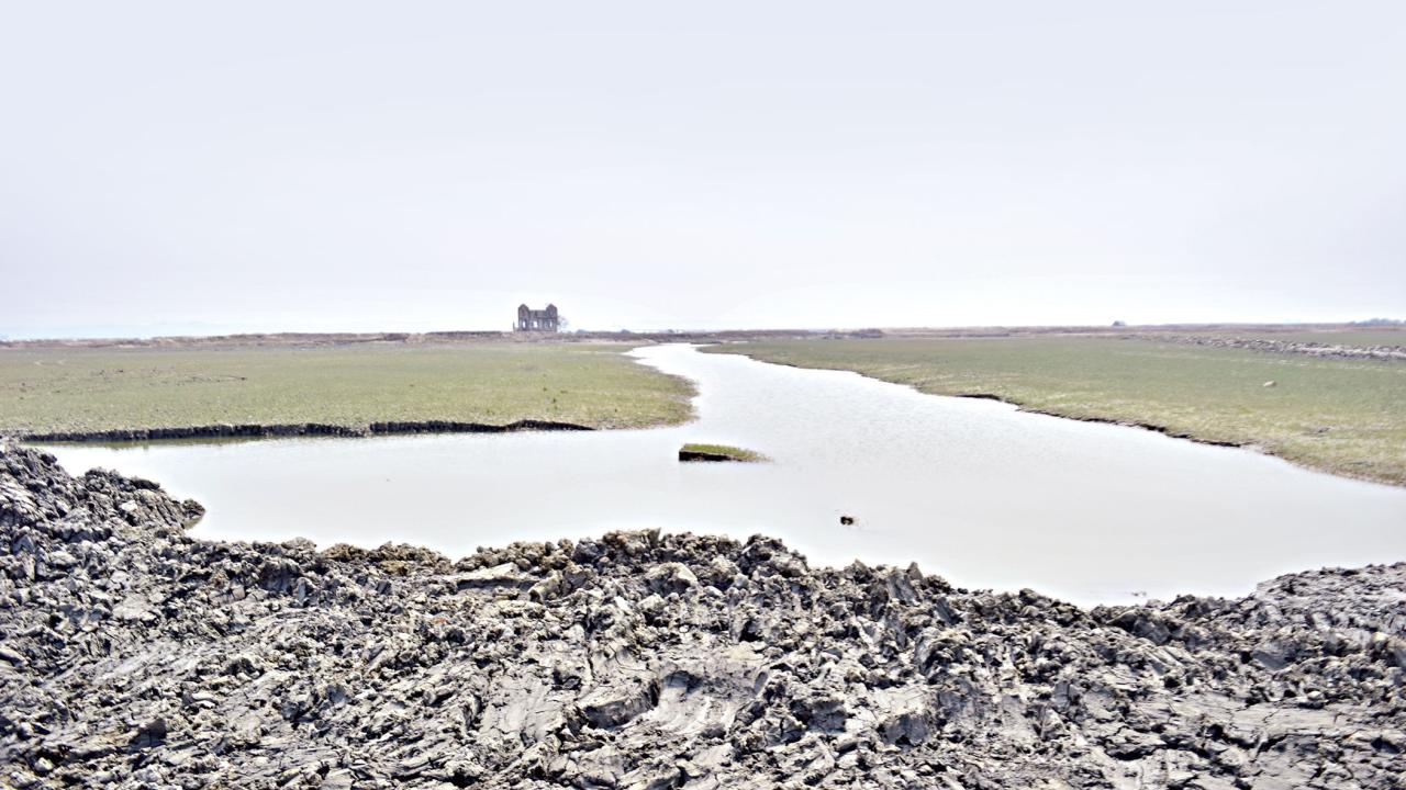 mangrove-forests-3.jpg