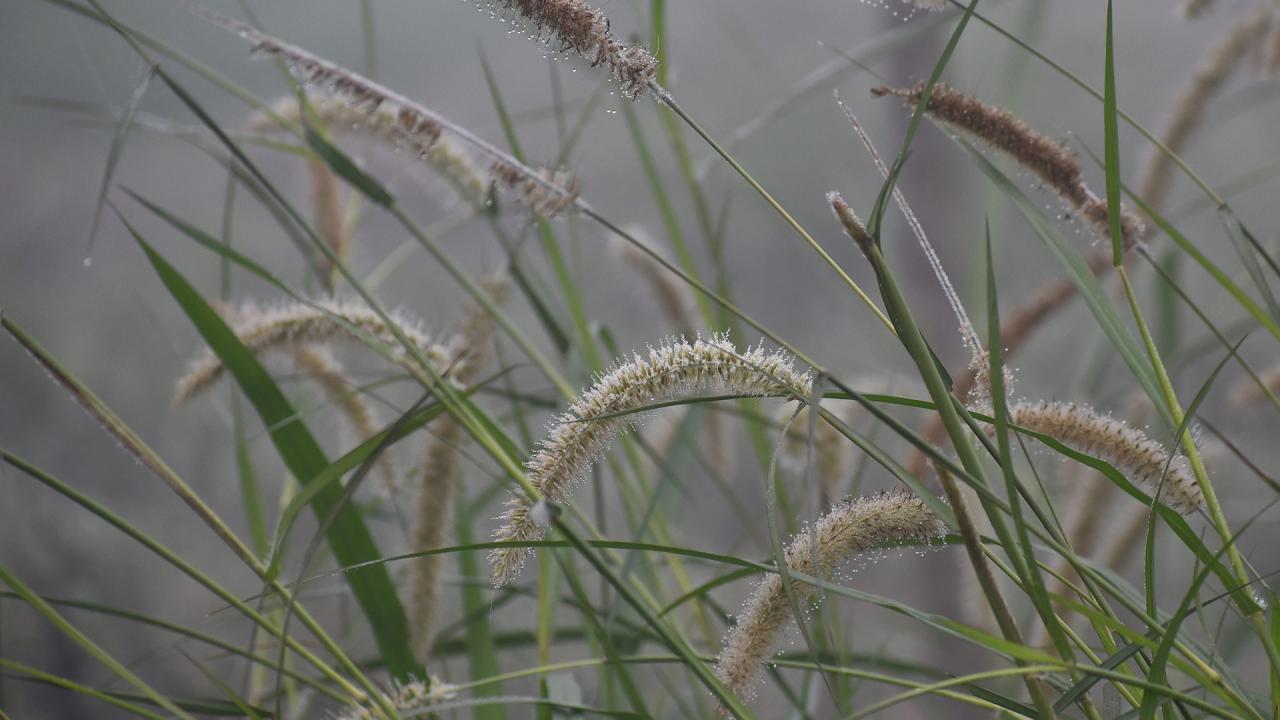 winter_photo-_dew_drops-_mostafa_shabuj-_taken_today_from_boguras_shajahanpur_upazlia-24.01_13.jpg