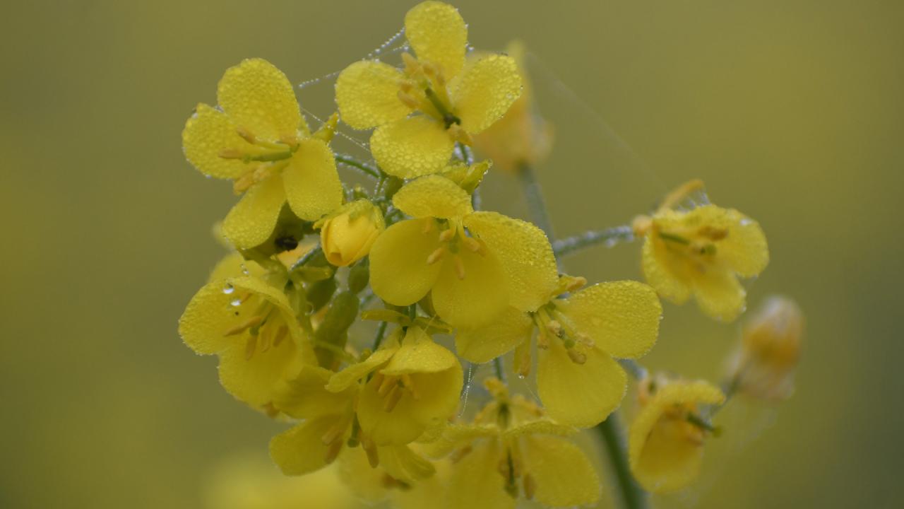 winter_photo-_dew_drops-_mostafa_shabuj-_taken_today_from_boguras_shajahanpur_upazlia-24.01_4.jpg