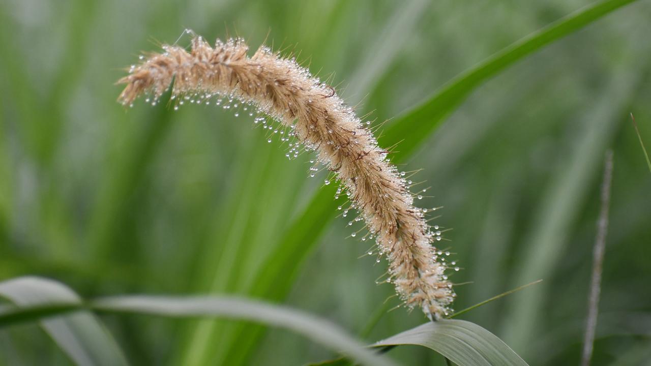 winter_photo-_dew_drops-_mostafa_shabuj-_taken_today_from_boguras_shajahanpur_upazlia-24.01_7.jpg