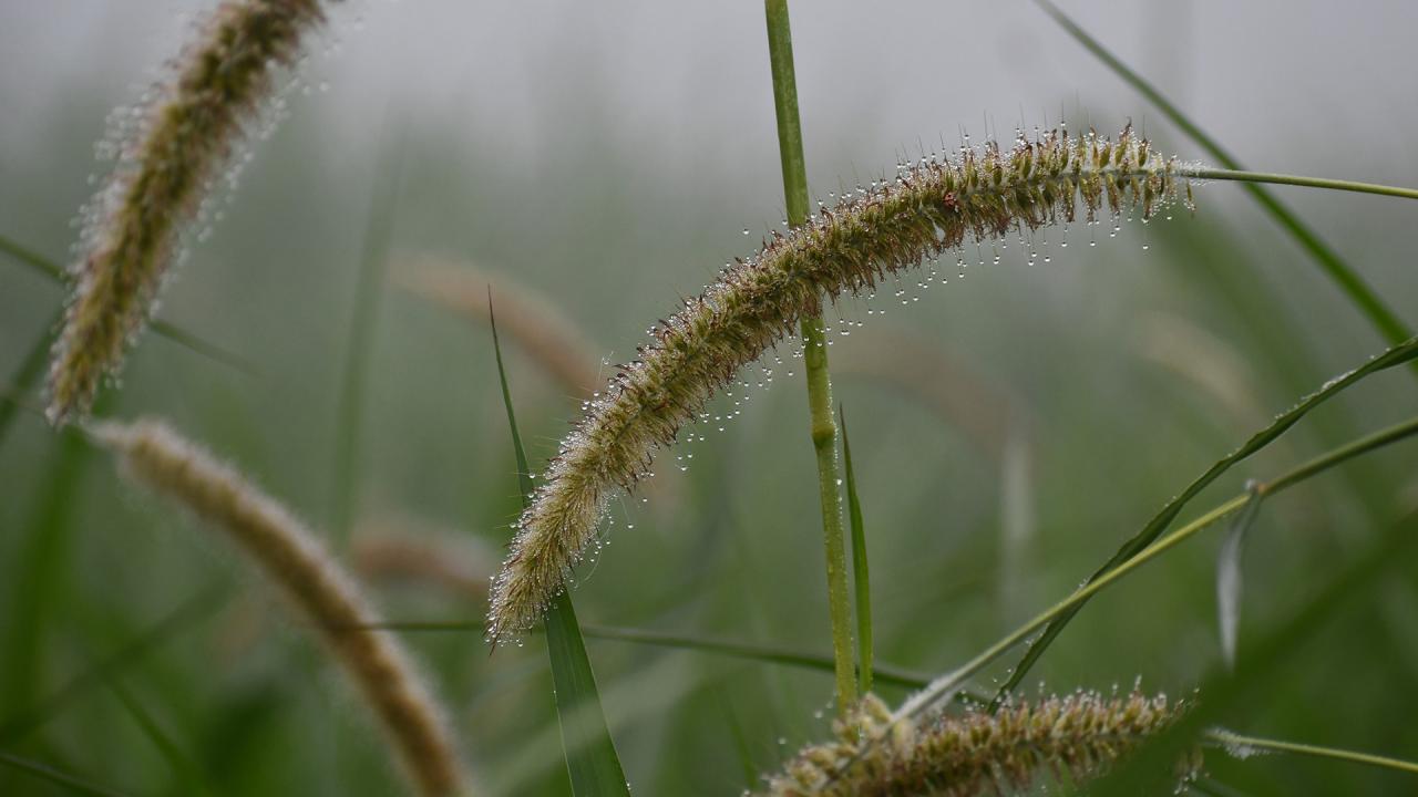 winter_photo-_dew_drops-_mostafa_shabuj-_taken_today_from_boguras_shajahanpur_upazlia-24.01_8.jpg