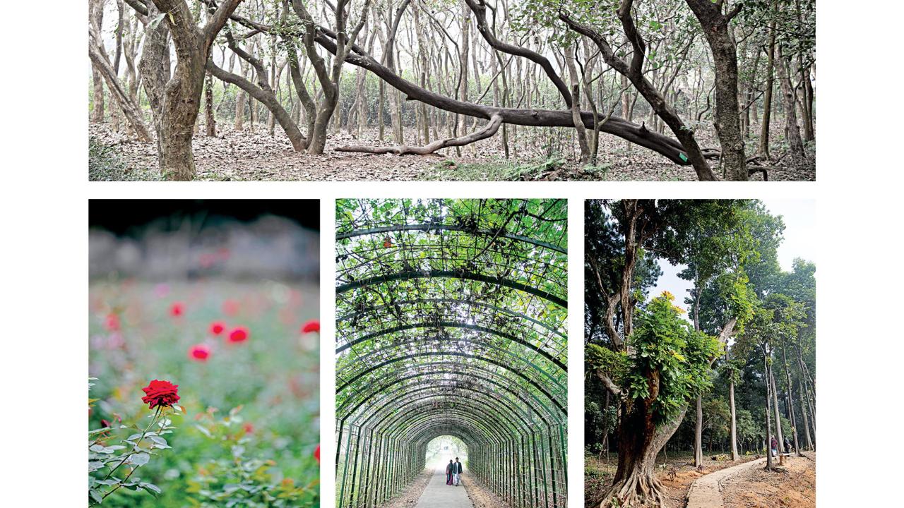 botanical7.jpg