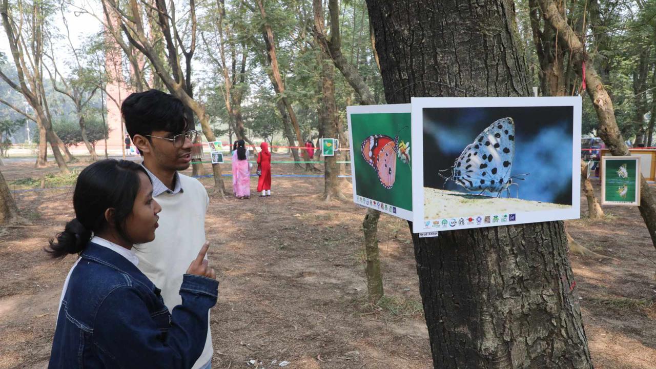 butterfly_fair_7.jpg