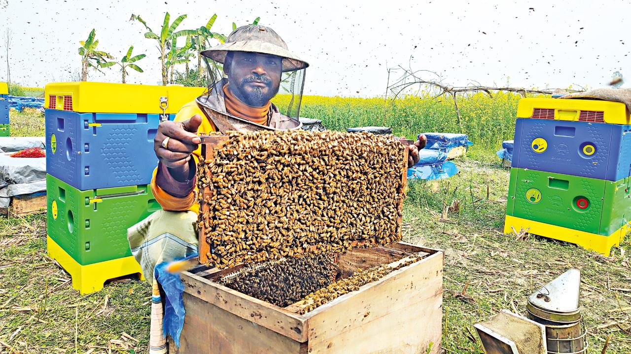 honey4.jpg