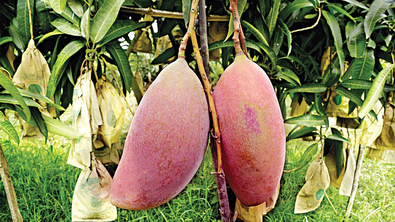 mango2.jpg