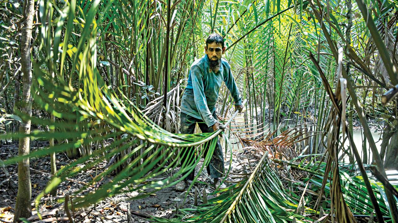 mangrove5.jpg