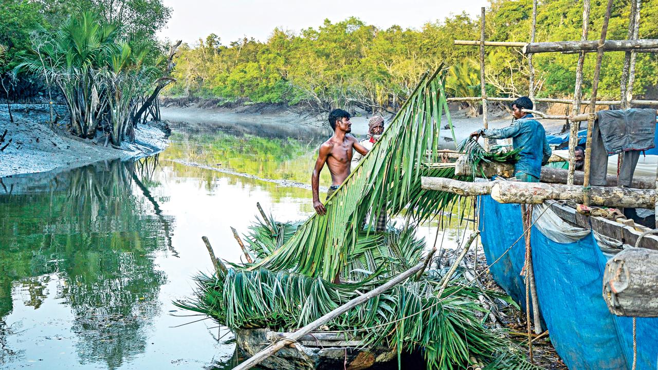 mangrove8.jpg