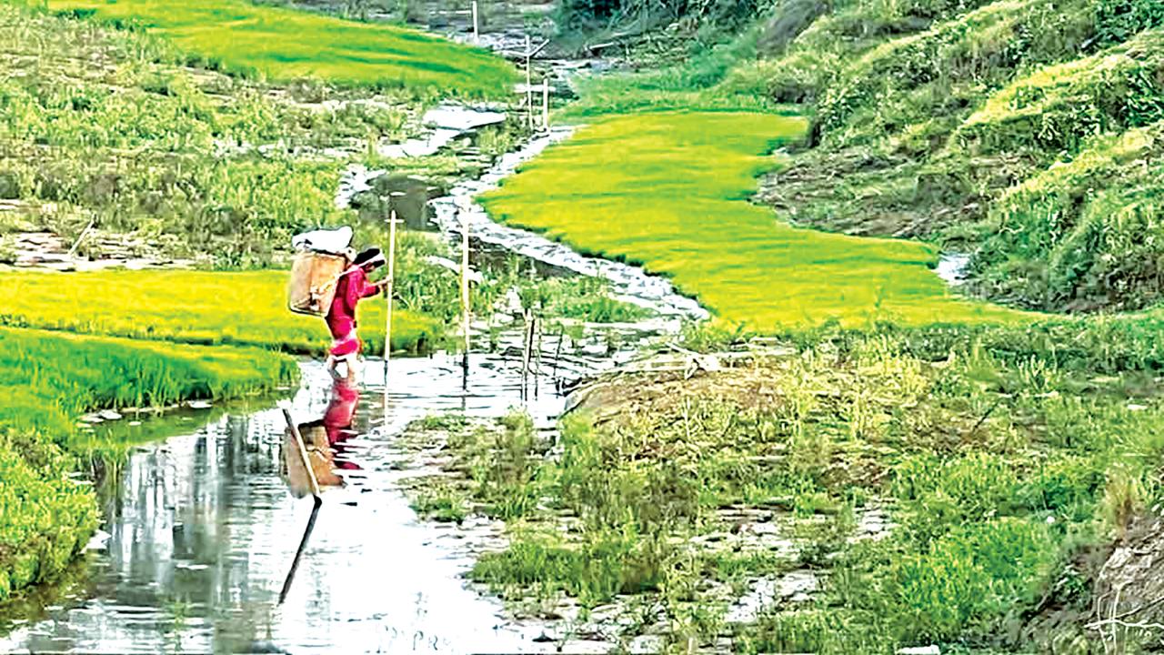 panchhari2.jpg