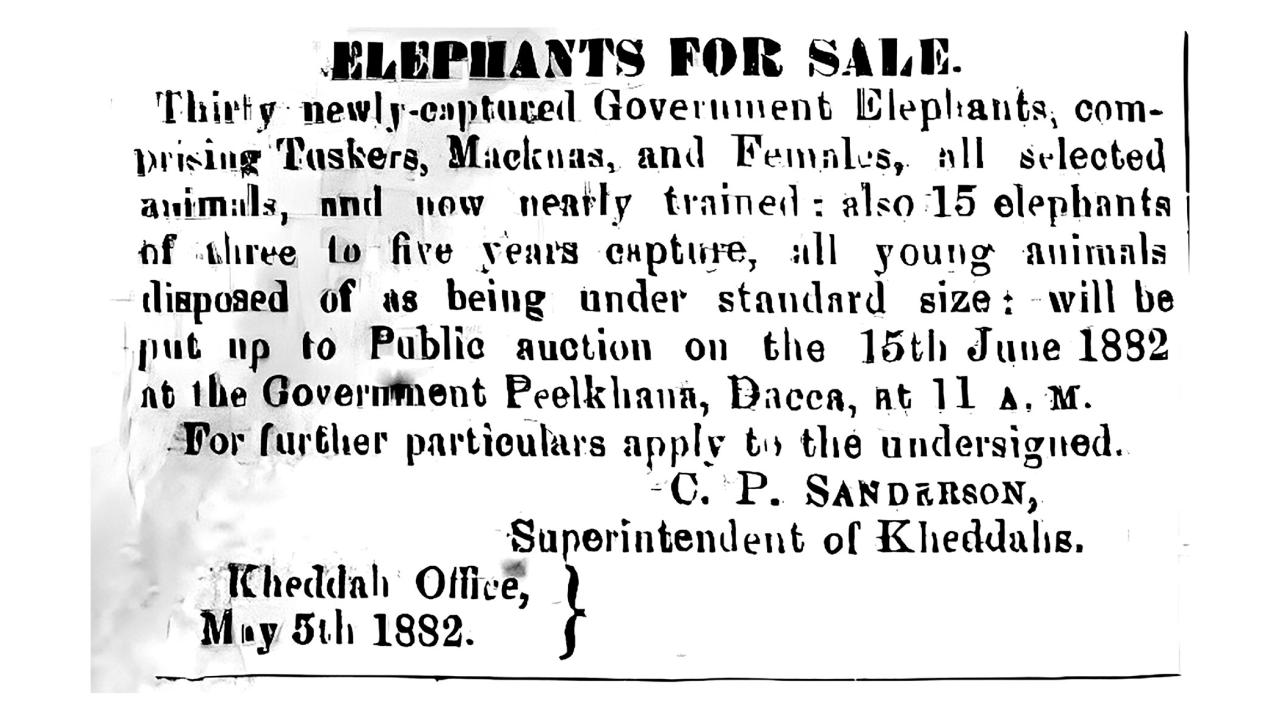 city-of-elephants-2.jpg