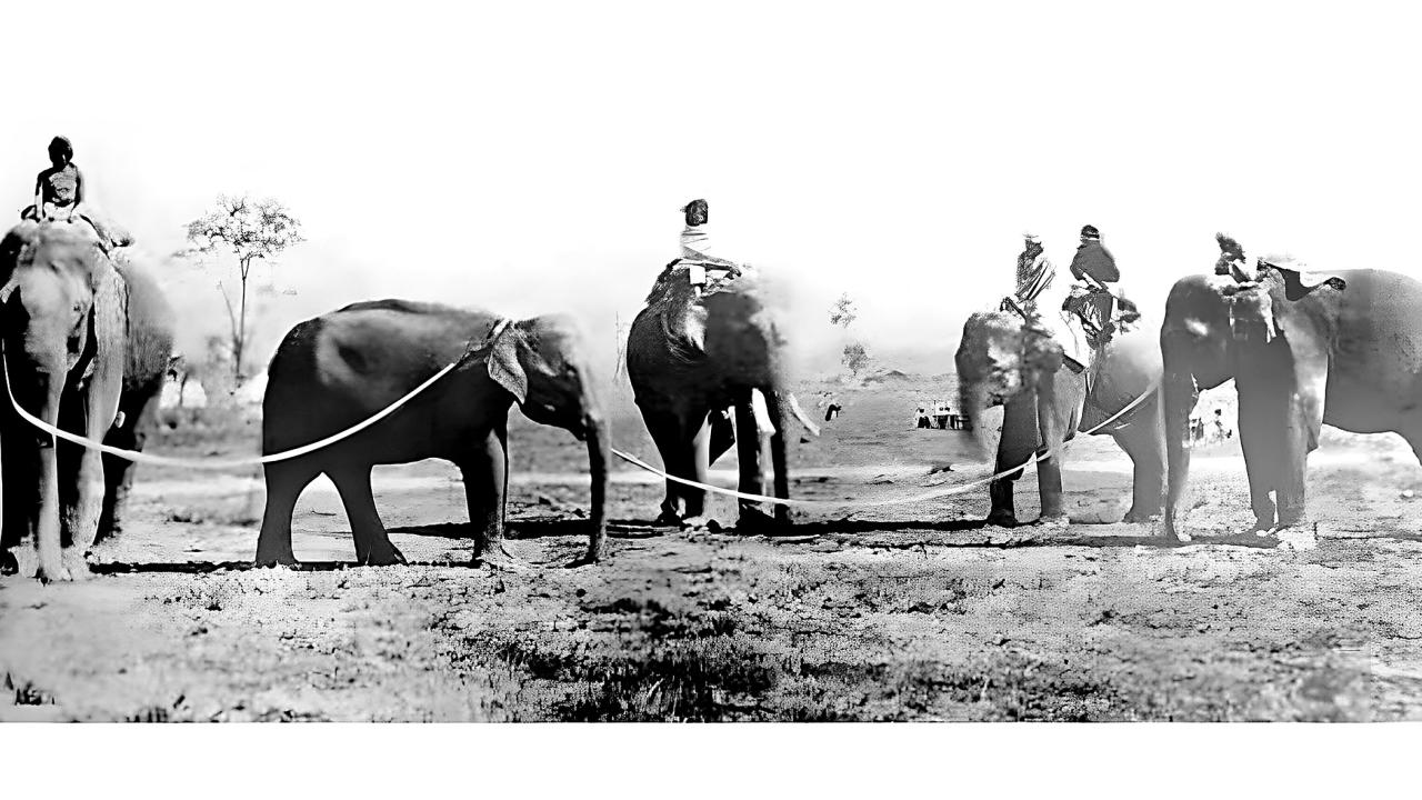 city-of-elephants-4.jpg