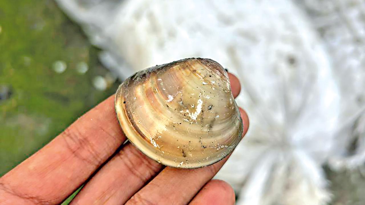 snail-cover.jpg