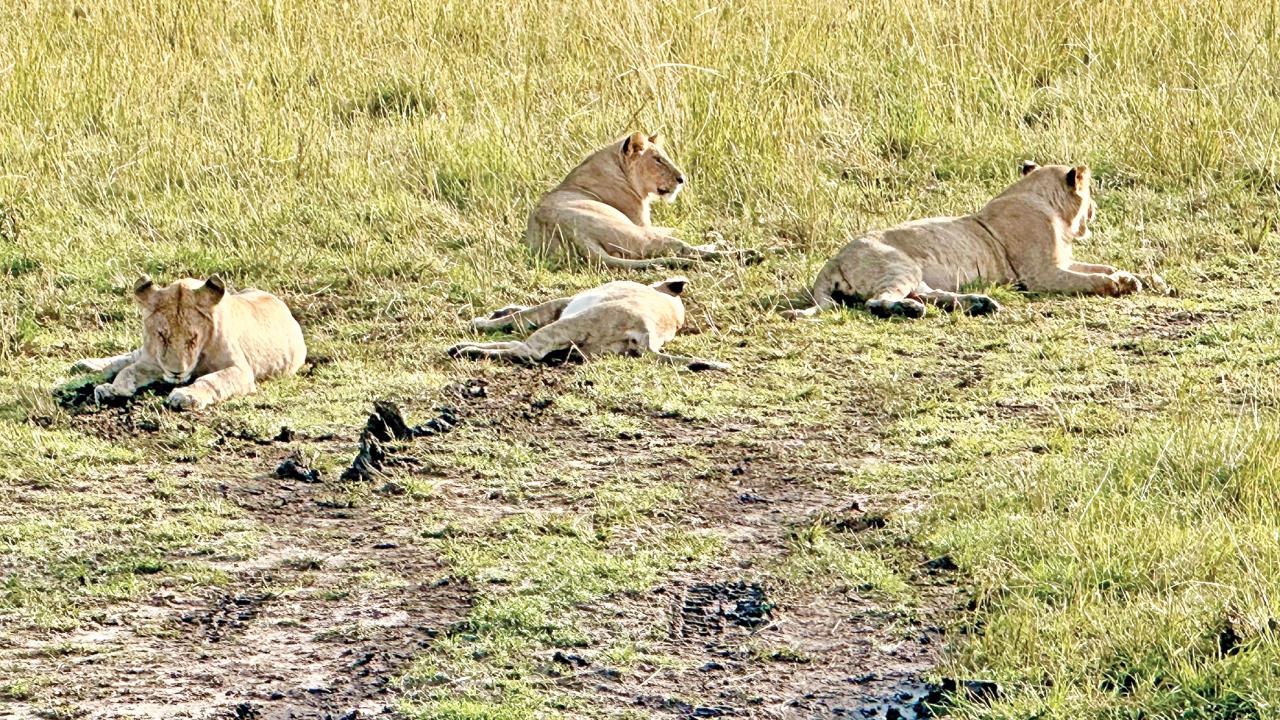 maasai-mara6.jpg