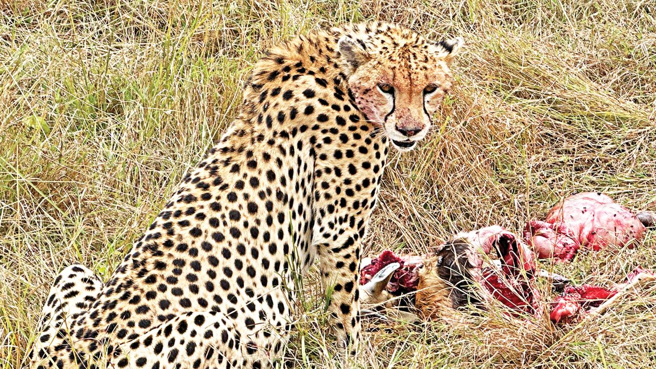 maasai-mara7.jpg