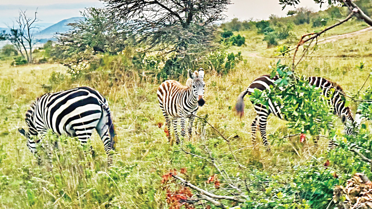 maasai-mara9.jpg