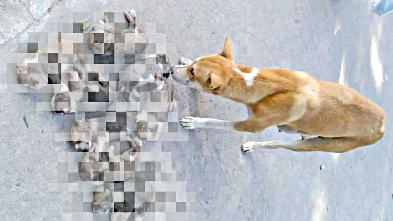 eight_puppies.jpg