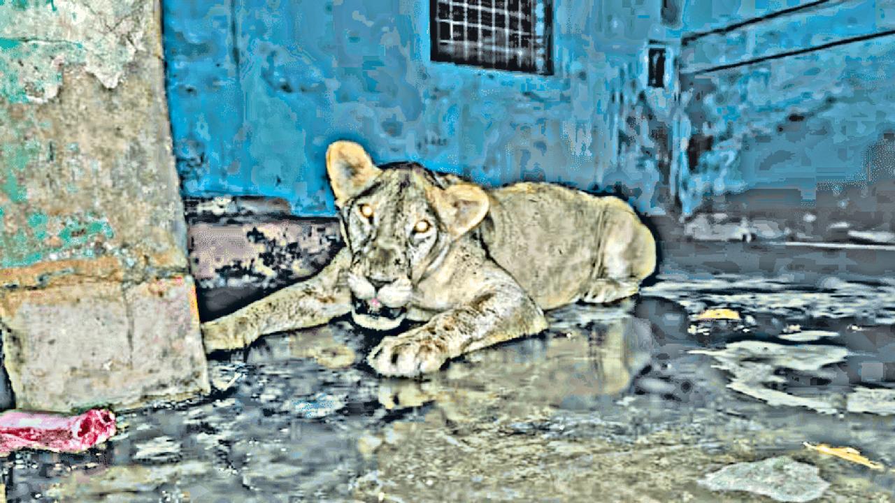 zoo1.jpg